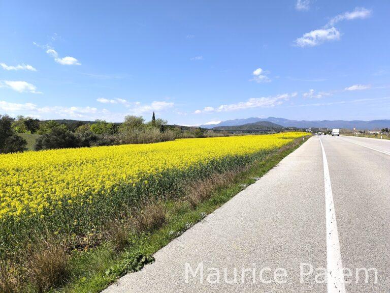 Champs de colza, pont Renfe ligne Paris Barcelone Pyrénées et Canigou en toile de fond sous un ciel parfaitement bleu