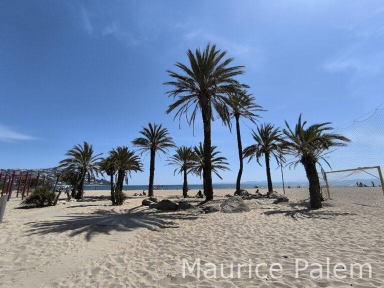 Le coin des palmiers à la plage de Santa Margarita